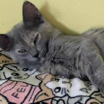 Lilac -  Domestic Long Hair Cat for Adoption in Greensburg, Pennsylvania - Lilac | PetCurious