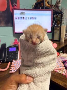 Domestic Short Hair Cats Available for Adoption in Rockport, Texas - Drogo | PetCurious