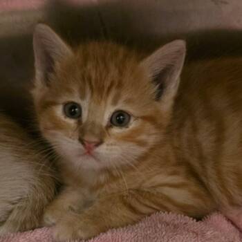 Domestic Short Hair Cats Available for Adoption in Council Bluffs, Iowa - Angus | PetCurious