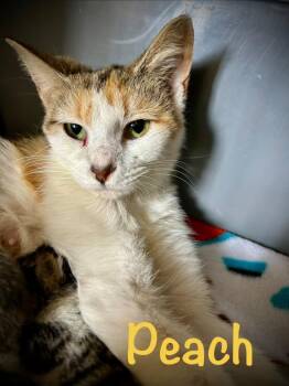 Peach -  Domestic Short Hair Cat for Adoption in West Union, Ohio - Peach | PetCurious