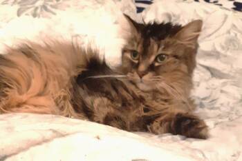 Tabby Cats Available for Adoption in Hamilton, Ontario - Rocky | PetCurious