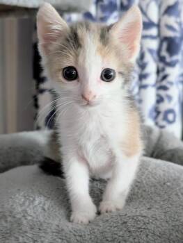 Clarice A219445 -  Dilute Calico Cat for Adoption in Plano, Texas - Clarice A219445 | PetCurious