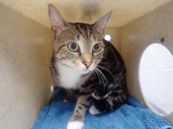 Domestic Short Hair Cats Available for Adoption - DANE | PetCurious