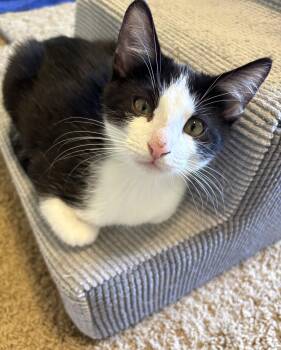 Bruiser -  Tuxedo Cat for Adoption in Bentonville, Arkansas - Bruiser | PetCurious
