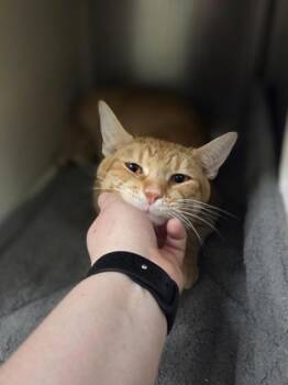 Whiskey Business -  Domestic Short Hair Cat for Adoption in Westland, Michigan - Whiskey Business | PetCurious