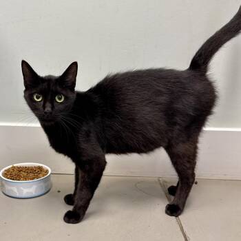 Lottie -  American Shorthair Cat for Adoption in Freeport, Florida - Lottie | PetCurious