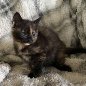 Prue -  Domestic Short Hair Cat for Adoption in Beulaville, North Carolina - Prue | PetCurious