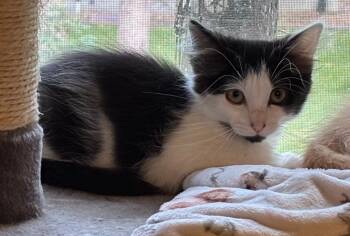 Martha / Beck -  Domestic Short Hair Cat for Adoption in Minneapolis, Minnesota - Martha / Beck | PetCurious