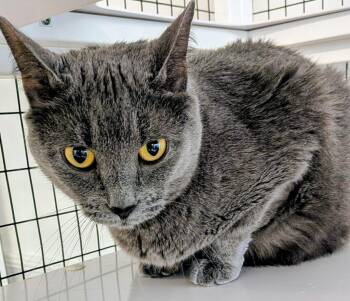 Domestic Short Hair Cats Available for Adoption in St. Augustine, Florida - Samantha | PetCurious