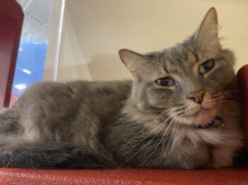 Domestic Long Hair Cats Available for Adoption - Loba | PetCurious