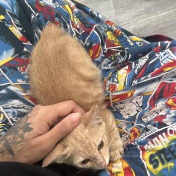 Vanessa -  Domestic Short Hair Cat for Adoption in West Palm Beach, Florida - Vanessa | PetCurious