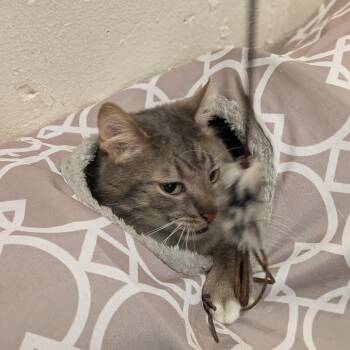 Lady Grey -  Domestic Short Hair Cat for Adoption in South Burlington, Vermont - Lady Grey | PetCurious