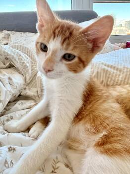 Duncan -  Tabby and Domestic Short Hair Cat for Adoption in Vaughan, Ontario - Duncan | PetCurious