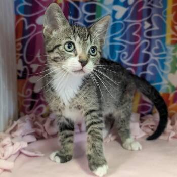 Calvin -  Domestic Short Hair Cat for Adoption - Calvin | PetCurious