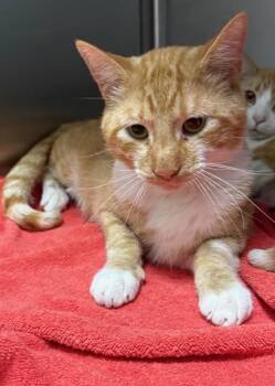 Domestic Short Hair Cats Available for Adoption in Peoria, Illinois - PETER | PetCurious