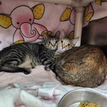 Tiny -  Domestic Short Hair Cat for Adoption in Walker, Michigan - Tiny | PetCurious