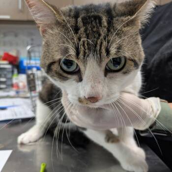 Fred -  Domestic Short Hair Cat for Adoption in Hattiesburg, Mississippi - Fred | PetCurious