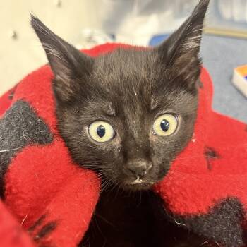 Rescue Domestic Short Hair Cats for Adoption in Windsor, Virginia - Beanie | PetCurious