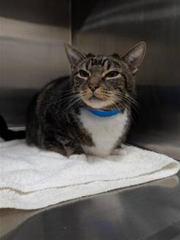 Domestic Short Hair Cats Available for Adoption - BELUGA | PetCurious