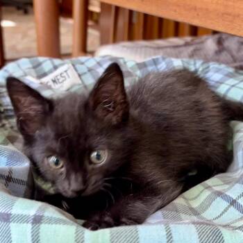 Sabrina* -  Domestic Short Hair Cat for Adoption in San Gabriel, California - Sabrina* | PetCurious