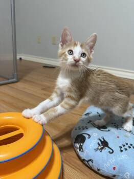 Rescue Domestic Short Hair Cats for Adoption in Bryan, Texas - Colonel Sanders | PetCurious