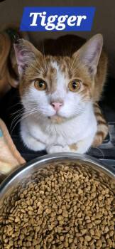 Tigger -  Domestic Short Hair Cat for Adoption in Midlothian, Texas - Tigger | PetCurious
