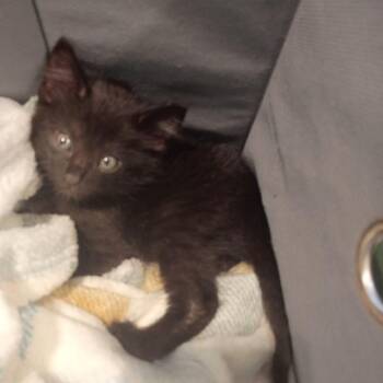 Domestic Short Hair Cats Available for Adoption in Lynchburg, Virginia - Arlo | PetCurious