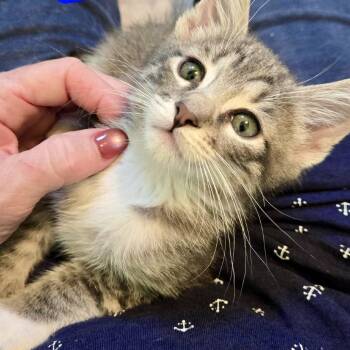 Bob* -  Domestic Short Hair Cat for Adoption in San Gabriel, California - Bob* | PetCurious