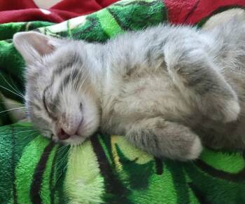Gabby -  American Shorthair Cat for Adoption in Johnson City, Tennessee - Gabby | PetCurious