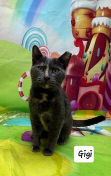 Domestic Short Hair Cats Available for Adoption - Gigi | PetCurious