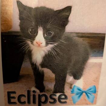 Domestic Short Hair Cats Available for Adoption in Newark, New Jersey - Eclipse | PetCurious