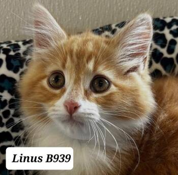 Domestic Long Hair Cats Available for Adoption in Morganton, North Carolina - Linus | PetCurious