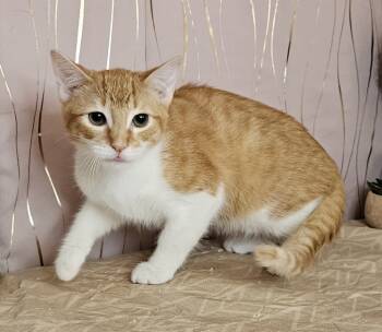 Rescue Domestic Short Hair Cats for Adoption in Long Beach, Mississippi - Chester | PetCurious