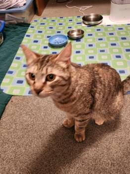 Sweetie Pie -  Domestic Short Hair Cat for Adoption in Enfield, Connecticut - Sweetie Pie | PetCurious