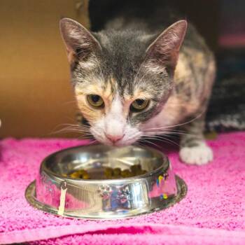 Little Moon -  Domestic Short Hair Cat for Adoption in Des Moines, Iowa - Little Moon | PetCurious