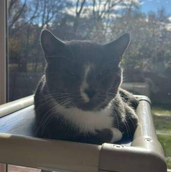 Rescue Domestic Short Hair Cats for Adoption in North Haven, Connecticut - Monstera | PetCurious