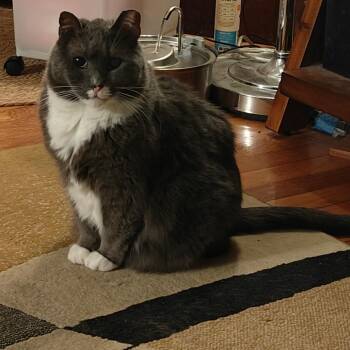 Domestic Short Hair Cats Available for Adoption - Biff | PetCurious