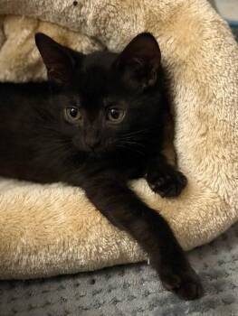 Jorryn -  Domestic Short Hair Cat for Adoption in Mokena, Illinois - Jorryn | PetCurious