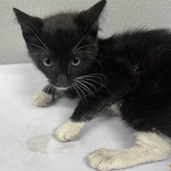 Checkers -  Domestic Short Hair Cat for Adoption in Tampa, Florida - Checkers | PetCurious
