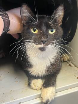 Rescue Domestic Short Hair Cats for Adoption in Tulare, California - Blink 182 | PetCurious