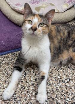 Prada -  Domestic Short Hair Cat for Adoption in Hackensack, Minnesota - Prada | PetCurious