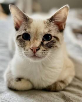 Pearl -  Domestic Short Hair Cat for Adoption in Wheeling, Illinois - Pearl | PetCurious