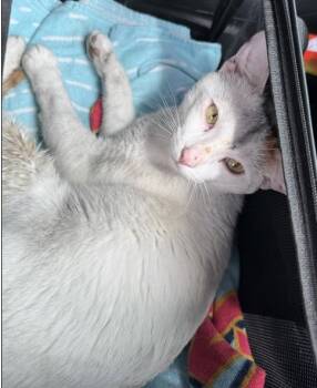 DOGO -  Domestic Short Hair Cat for Adoption in Fort Lauderdale, Florida - DOGO | PetCurious