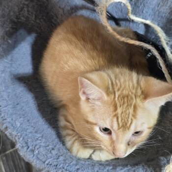 Tangerine -  Domestic Short Hair Cat for Adoption in Liverpool, Texas - Tangerine | PetCurious