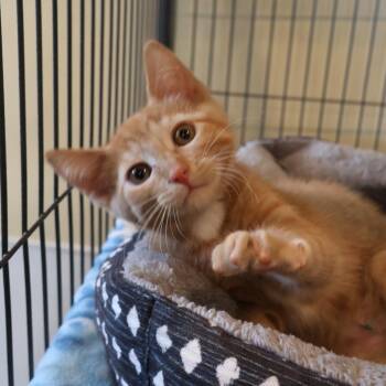 Portobello -  Domestic Short Hair Cat for Adoption in Saint Charles, Missouri - Portobello | PetCurious