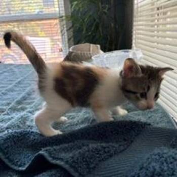 Harley -  Domestic Short Hair Cat for Adoption in Livingston, Texas - Harley | PetCurious