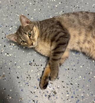 Domestic Short Hair Cats Available for Adoption in Yankton, South Dakota - Astro | PetCurious