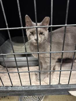 Zara -  Domestic Short Hair Cat for Adoption in Cleveland, Ohio - Zara | PetCurious