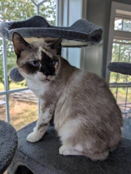 Rescue Domestic Short Hair Cats for Adoption in Woodstock, Virginia - Mumzie | PetCurious