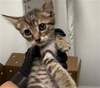 ZELDA -  Domestic Short Hair Cat for Adoption in Thousand Palms, California - ZELDA | PetCurious